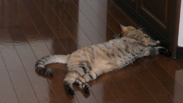 そのまま寝てしまう猫