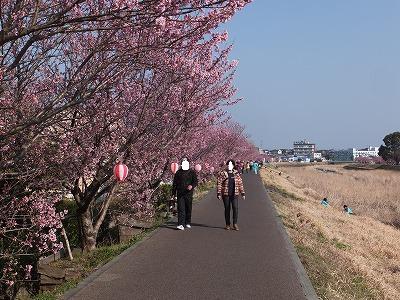 20140316桜まつり2日目