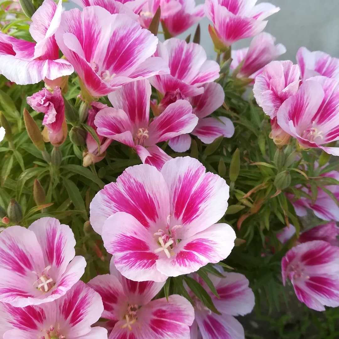 Pink and white Clarkia amoena Godetia flowers