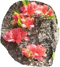 花２７山ツツジ.jpg