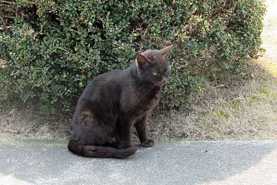 我が家のニャンコ♪2016/3/11-2