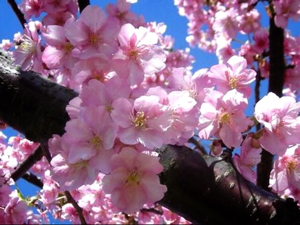三浦海岸の河津桜