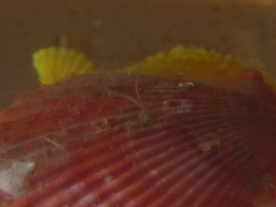 ヒオウギガイ（Mimachlamys nobilis）5　ポリドラ（Polydora）属の一種
