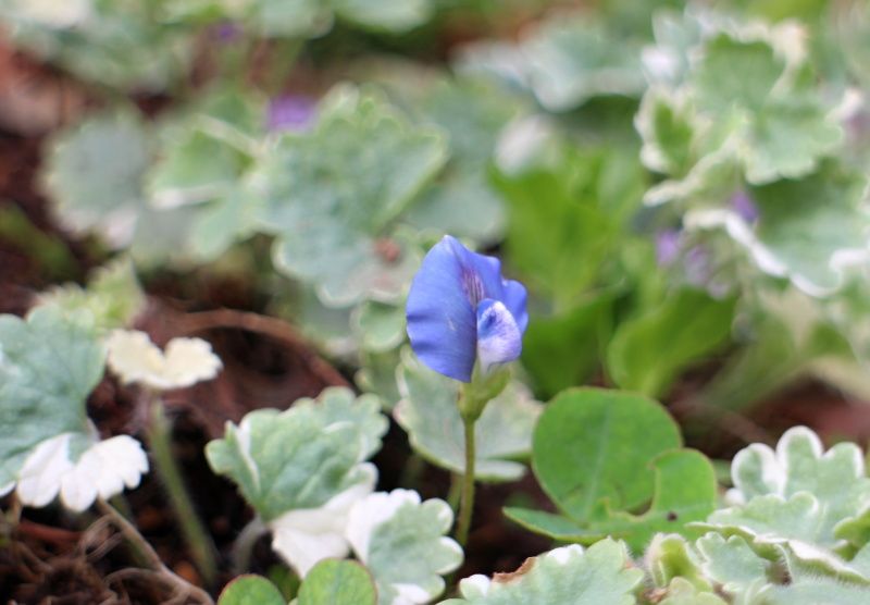 匍匐性植物 バラと可愛い花たち 楽天ブログ