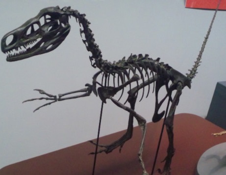 ドロマエオサウルス