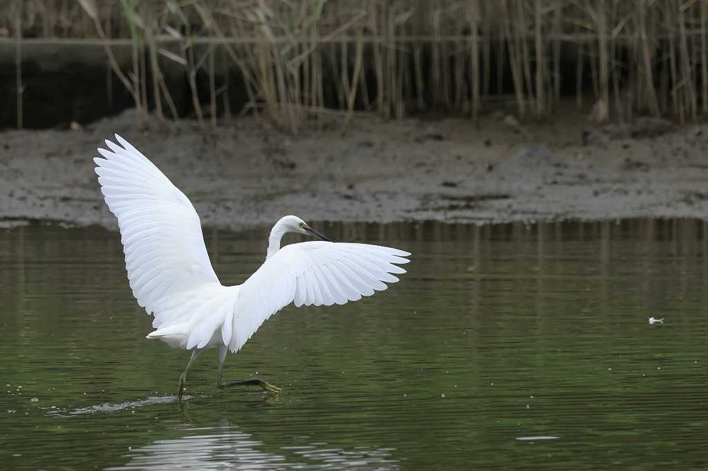 シラサギの舞(下) | ブログ タゲリの部屋 ホームページもあります https://birder-tageri.com - 楽天ブログ