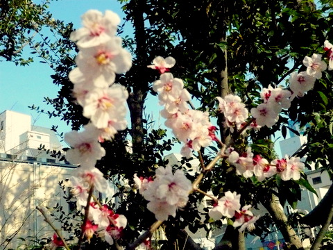 生田神社の梅の花