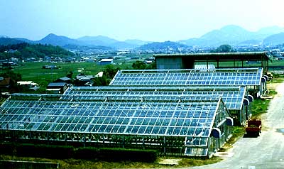 附属農場の野菜・花卉ハウス