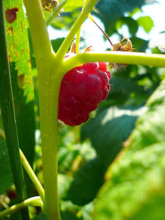 raspberry.jpg