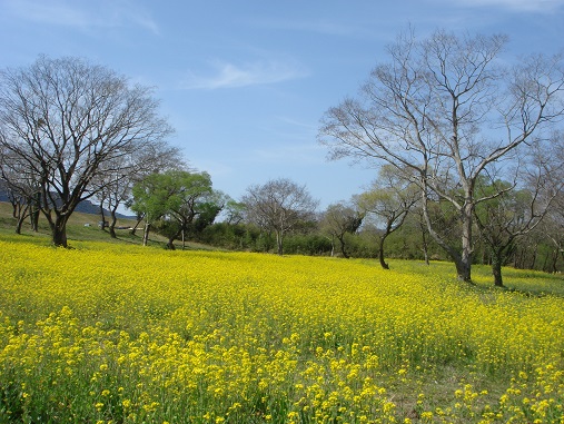 菜の花.jpg
