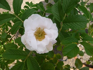 P1020360ss.jpg