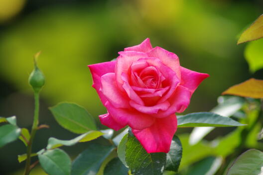 日比谷公園の秋薔薇