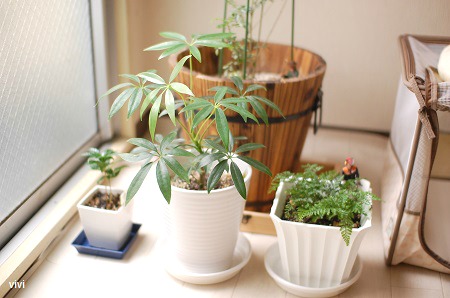 カポック　100均　しのぶ　ダイソー　観葉植物　大きく　成長　買った　買いました