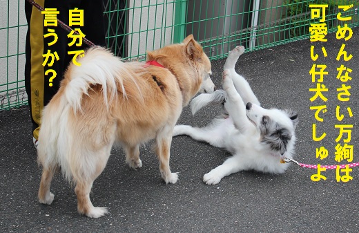 仔犬