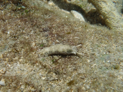 沖縄磯採集2012年8月下旬20　チドリミドリガイ（Plakobranchus ocellatus）