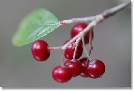 実家の庭で-12 セイヨウカマツカ 13.11.8