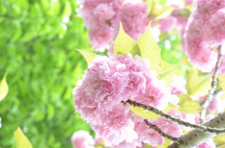 2012八重桜9