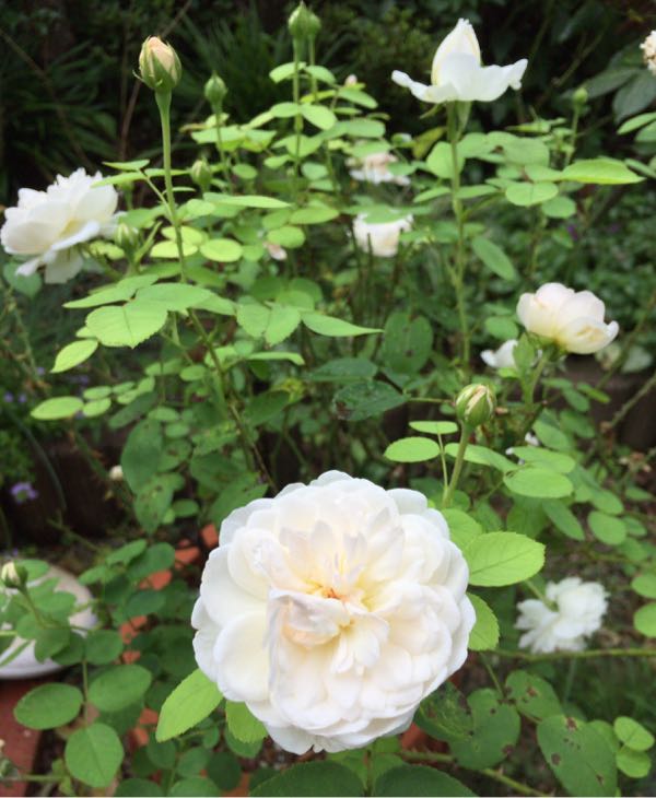 rblog-20170804114130-02.jpg