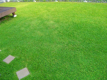 お盆にクラピアの刈り込み6