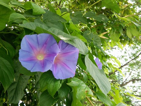 1紫花１450.jpg