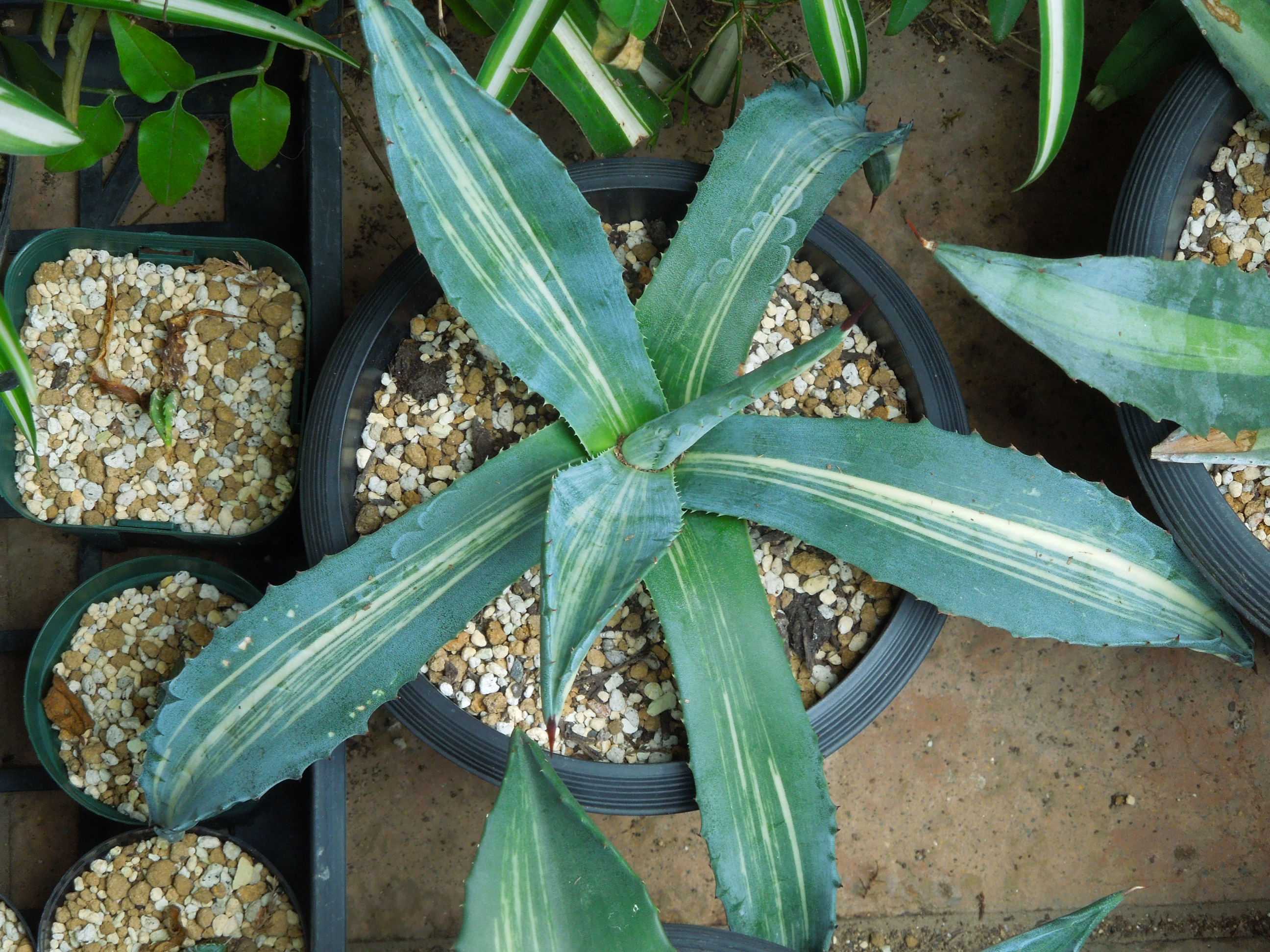 アメリカーナ　縞斑　斑入り　アガベ　agave アメリカーナ 縞斑 斑入り アガベ agave