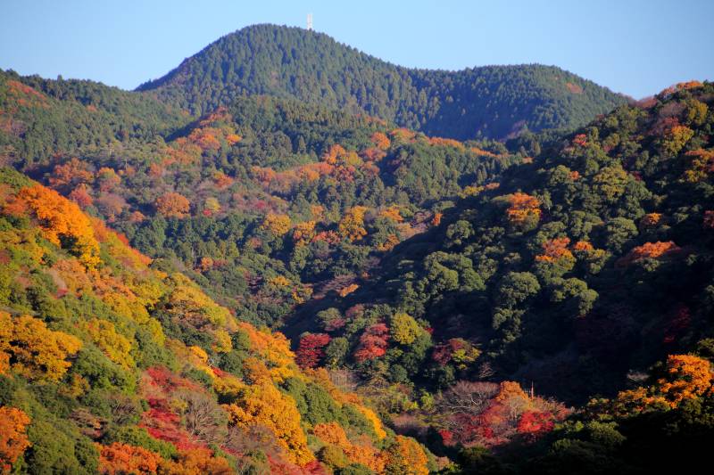 箕面公園残り紅葉_006.jpg