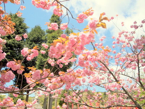 牡丹桜