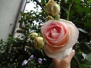 DSC01257.jpg