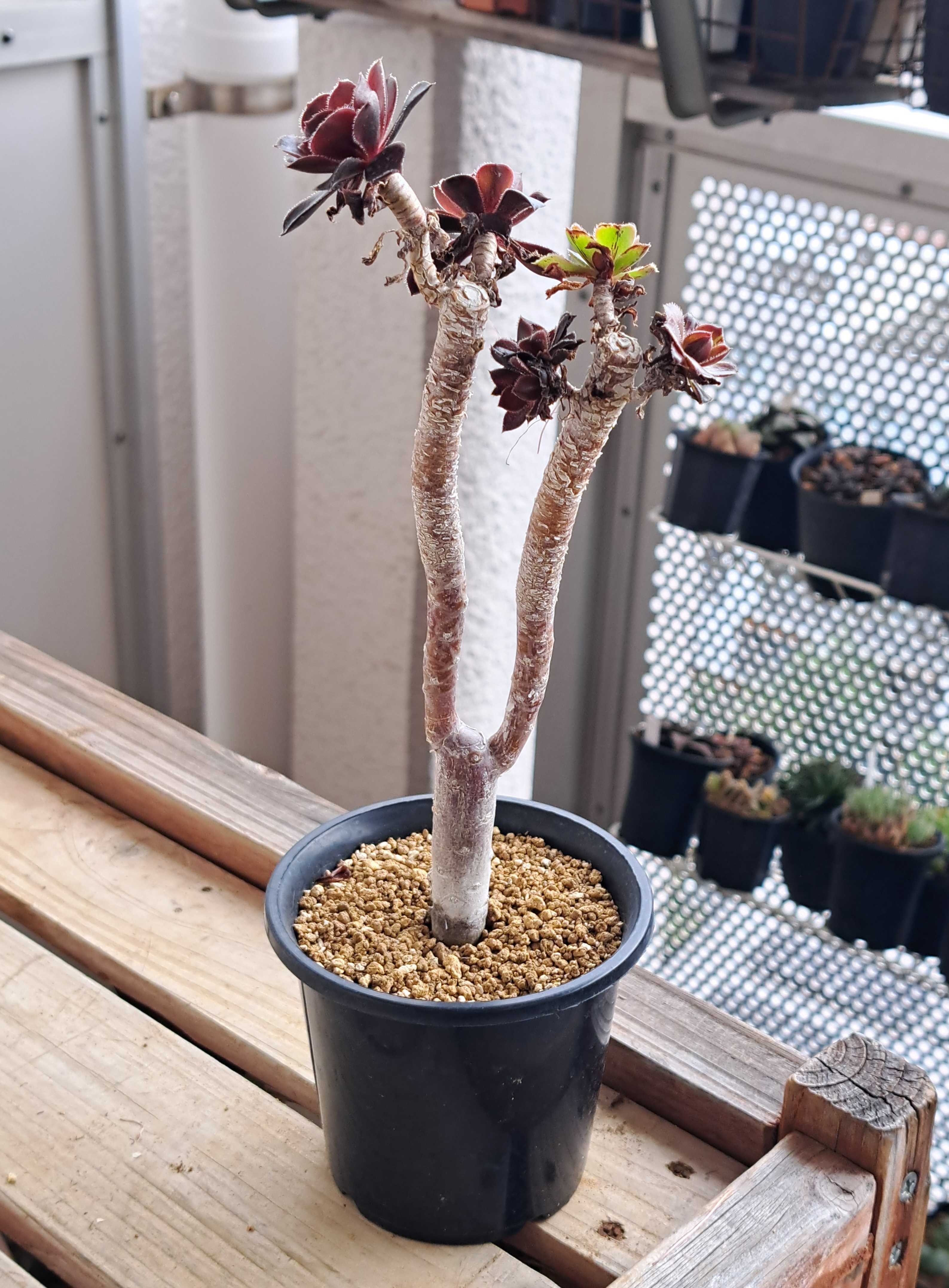 アエオニウムの様子を見る.その3.黒法師 | デルオの多肉日記 - 楽天ブログ