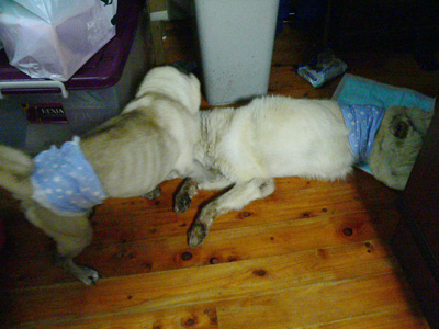 20140827b.jpg