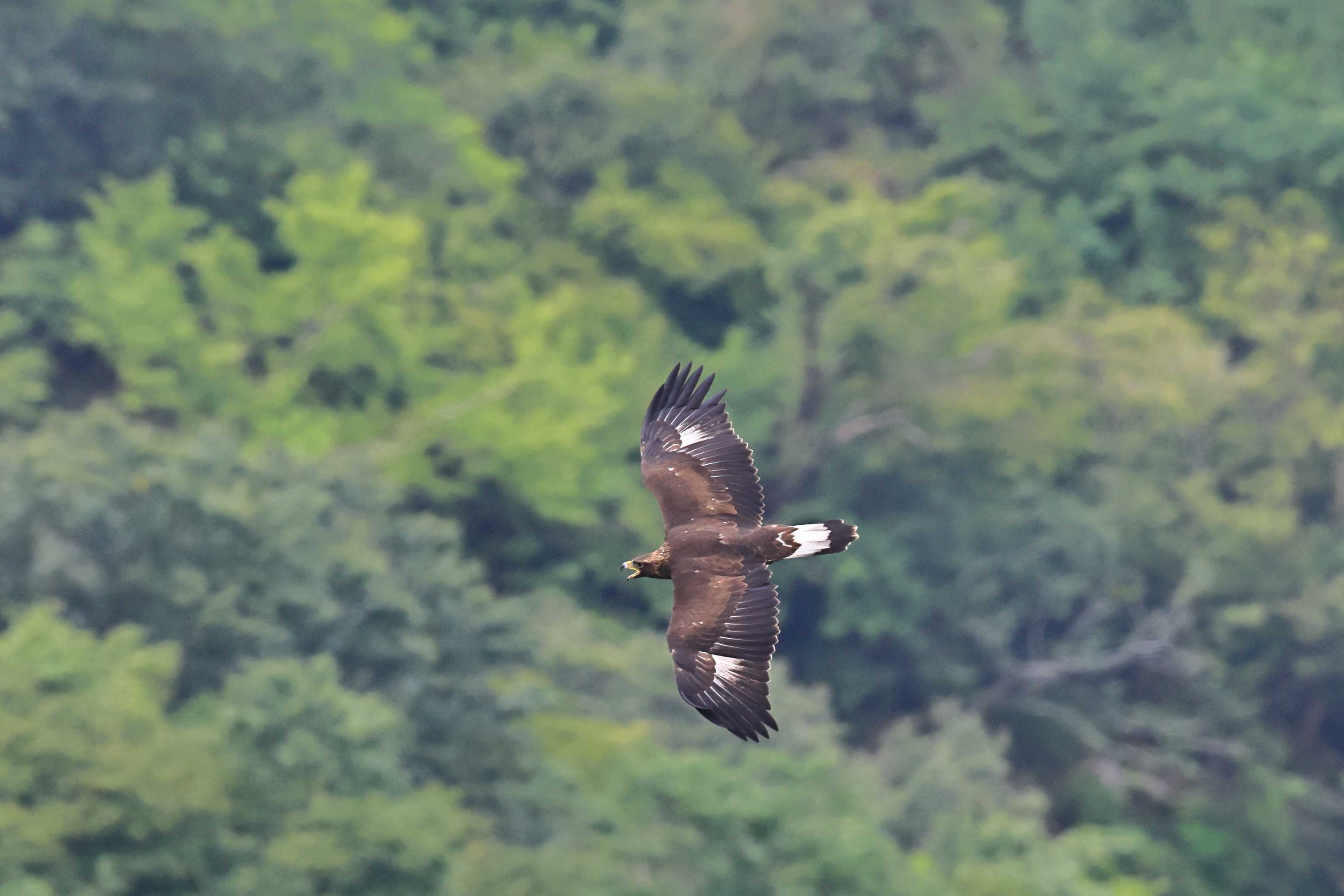 イヌワシ ＜地獄＞ | 野鳥ブログ イノセントBIRDER - 楽天ブログ
