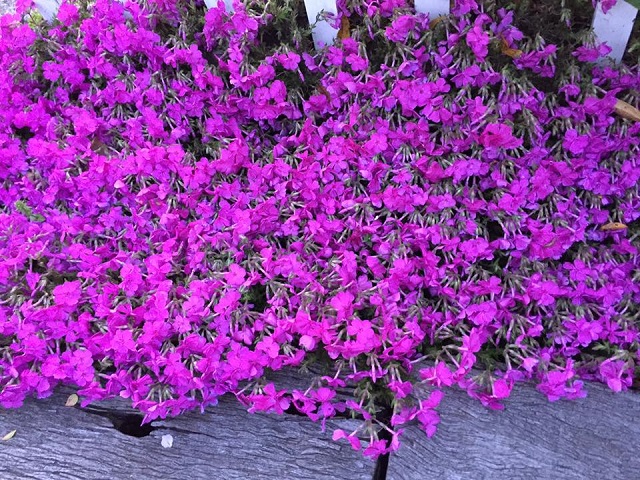 芝桜(ピンク).jpg