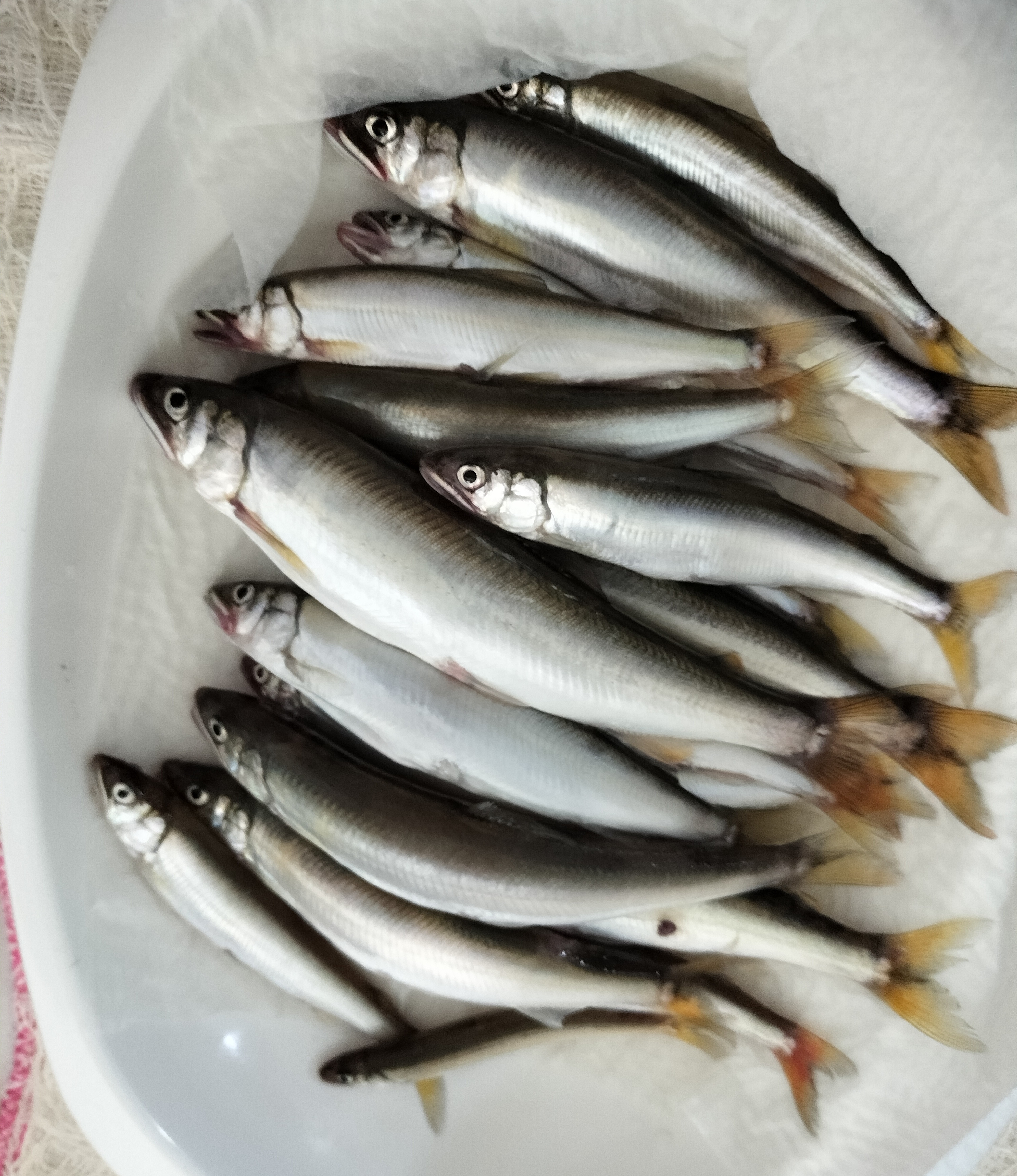 プロケンのブログ