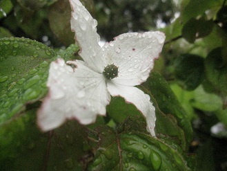 IMG_1976.JPG