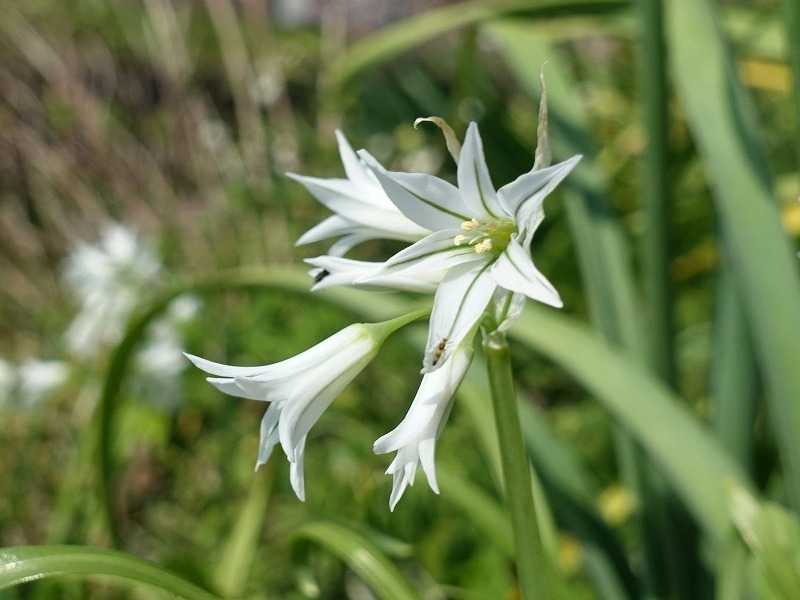 4月10日 今日の一花（その２） ミツカドネギ（三角葱） | gazengamaのブログ 散歩中に出合った花と趣味の陶芸作品 - 楽天ブログ