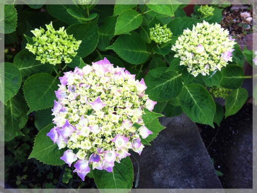 紫陽花