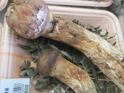 味覚１松茸.jpg