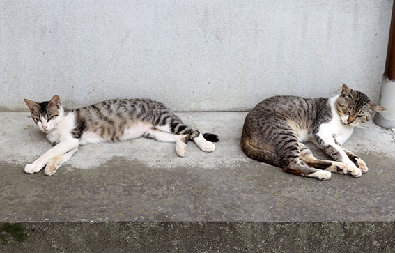 我が家のニャンコ♪2014/07/09-2