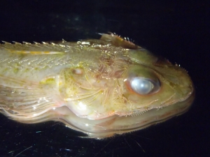 ソコハリゴチ（Hoplichthys gilberti）2