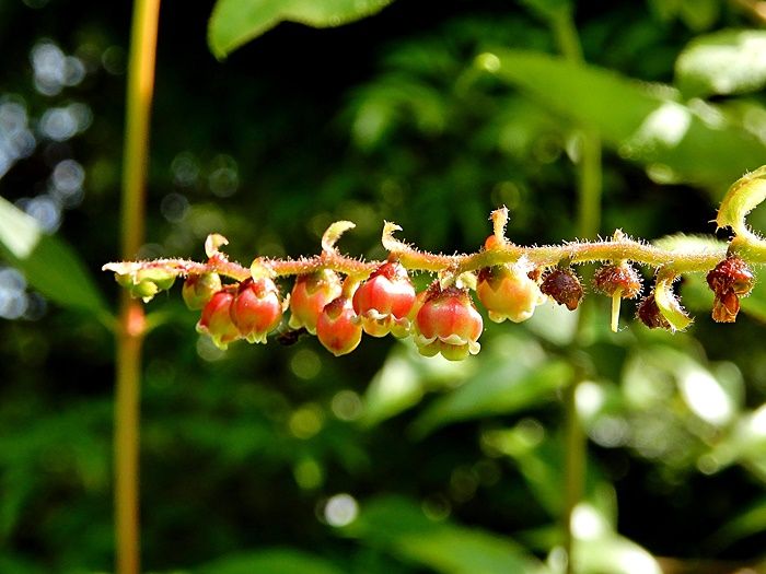 新ジュラのお散歩花日記 秋を待つ山の幸