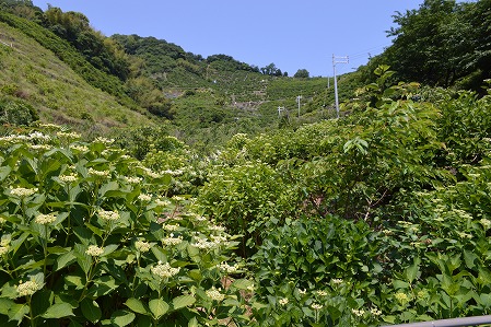 DSC_0176.jpg