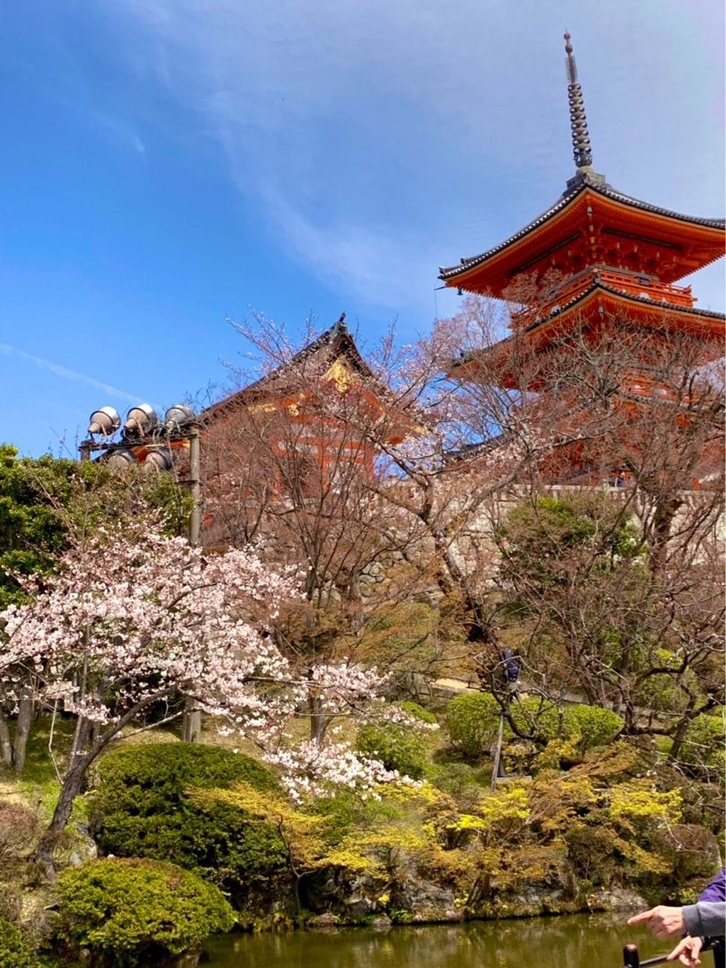 桜 枝垂れ桜ってかっこいい げんまいの双子男子出産 育児ブログ 楽天ブログ