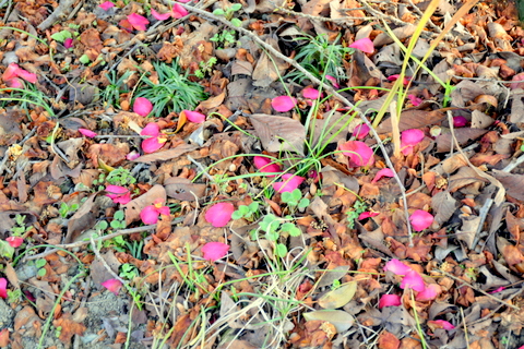 落下した花弁