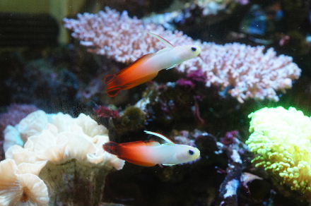 2015_0726ﾎﾝｿﾒﾜｹﾍﾞﾗ30cm0019.JPG
