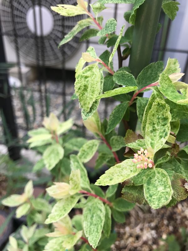 班入りコデマリピンクアイス にじ つきのブログ 楽天ブログ