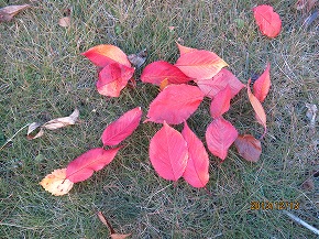 桜散る131212-902b.jpg