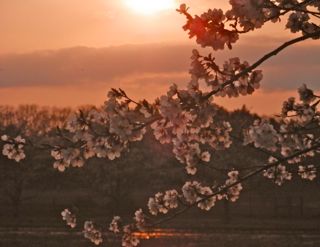 夕日の中の桜１