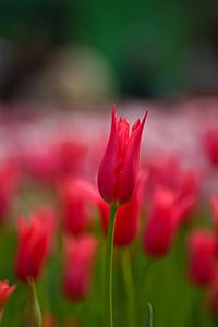 チューリップ