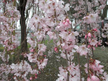 枝垂れ桜450の大きさで２.jpg