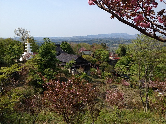 倶利伽藍公園の桜